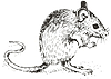 Whitefoot the Woodmouse by Thornton W. Burgess