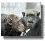 Roots of Human Behavior by Barbara J. King