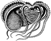 Twenty Thousand Leagues Under the Sea by Jules Verne