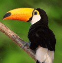 Darwinian Revolution by Frederick Gregory