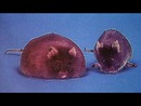 Fat Chance: Fructose 2.0 by Robert H. Lustig