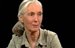 An Interview with Jane Goodall