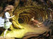 Deeper Down The Rabbit Hole Podcast