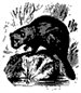 The Tale of Brownie Beaver