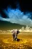 Great White Photographer