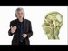 Linguistics as a Window to Understanding the Brain